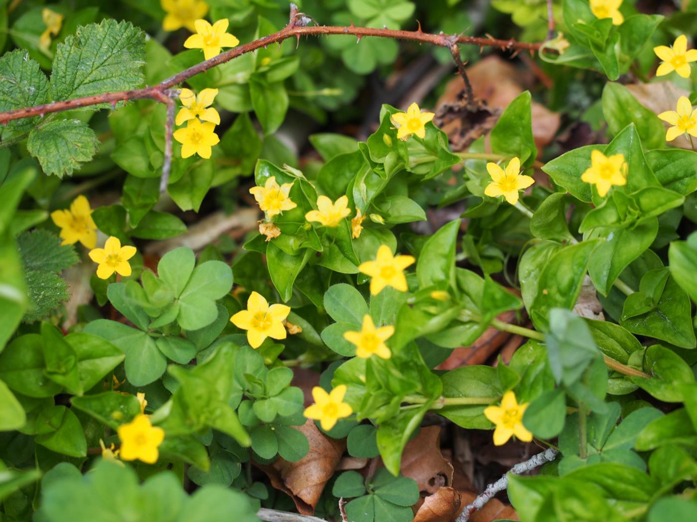 Pimpernel, Yellow plant